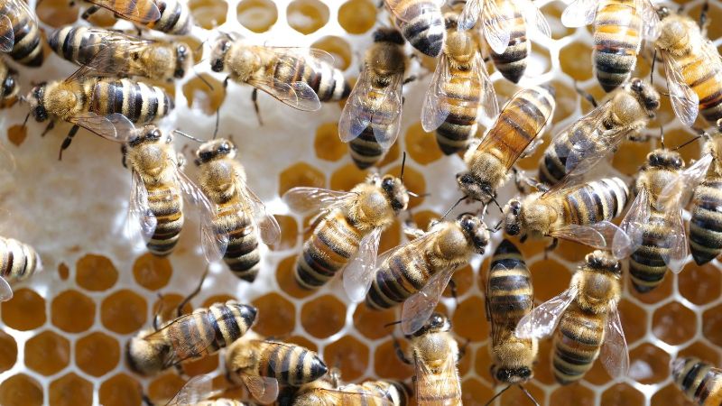 Frühlingshonigernte