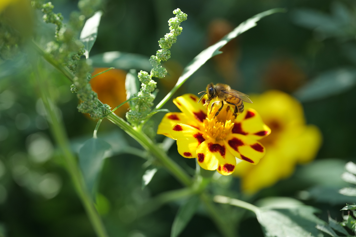 Apitherapie - Was Bienen und Naturheilkunde verbindet