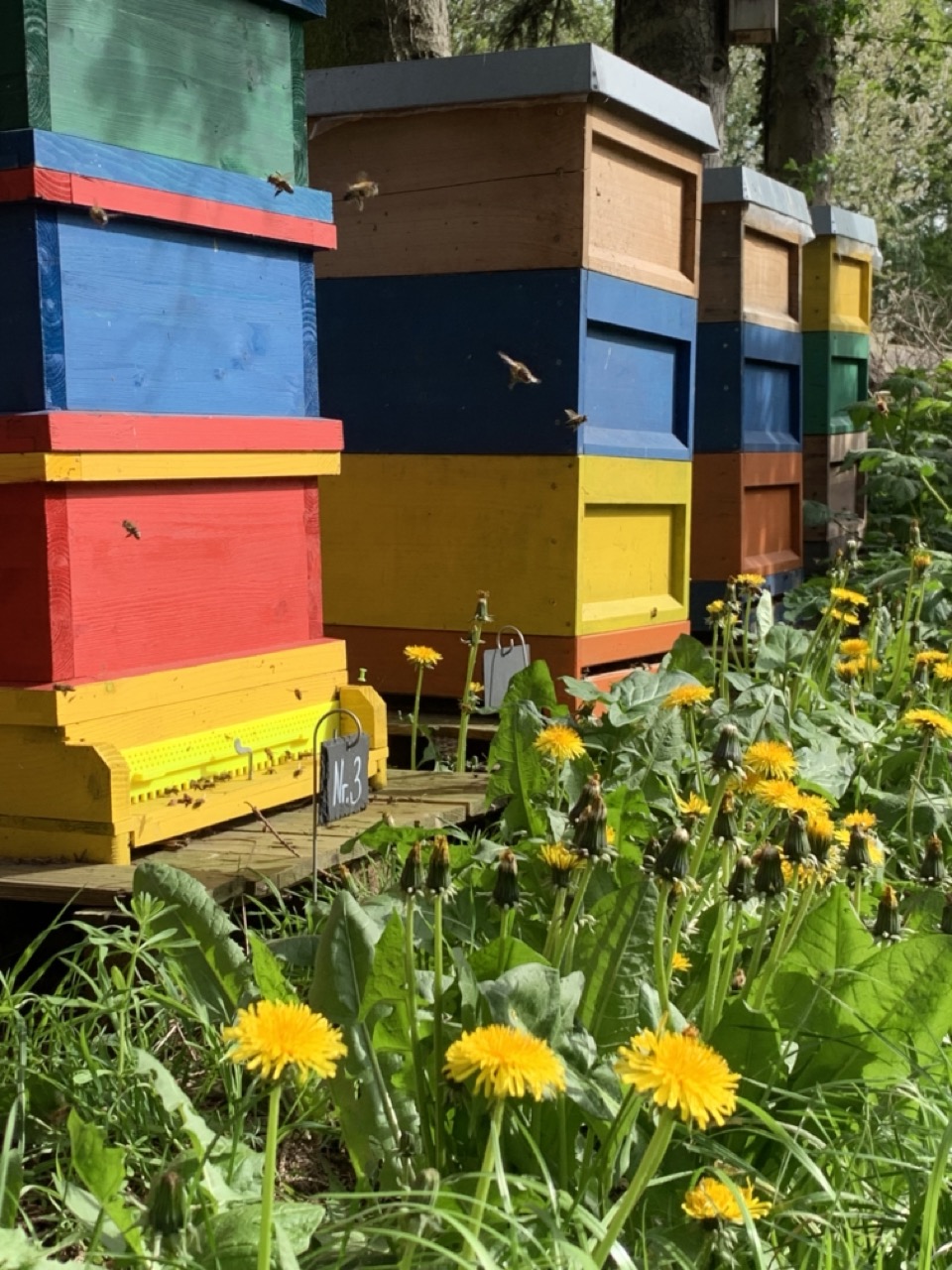 Überblick über verschiedene Bienenbeuten