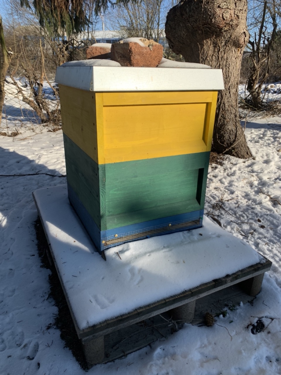 Was machen Bienen eigentlich im Winter? Ein Einblick in das summende Leben bei Minusgraden