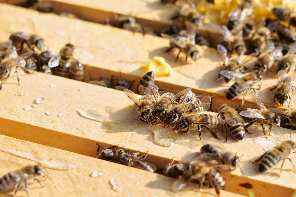 Bienenkalender 2024 - Unsere schönsten Fotos