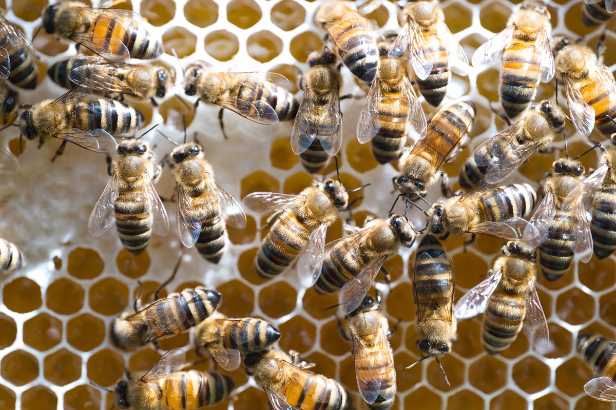 Bienenkommunikation und Schwänzeltanz