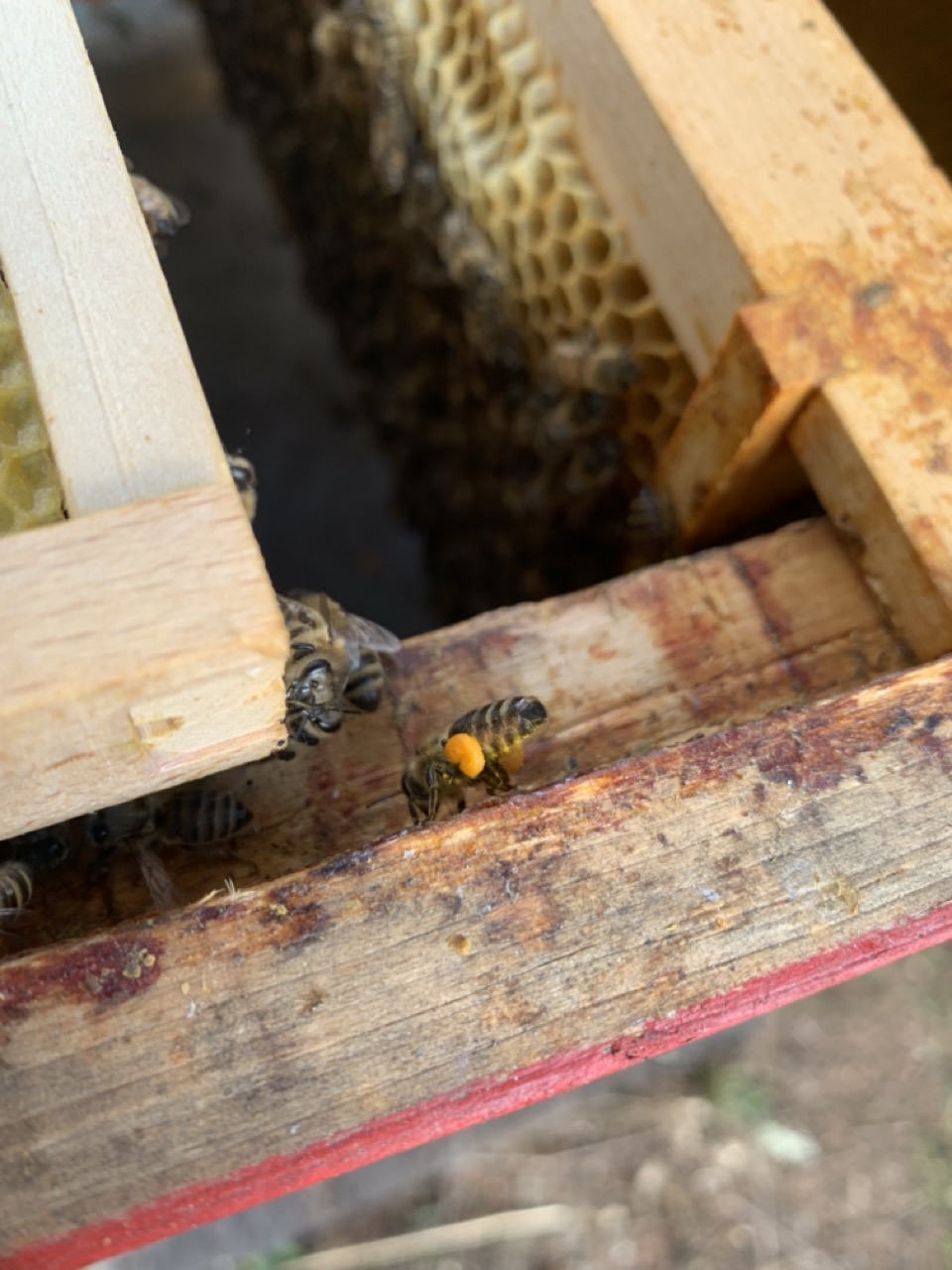 Vom Blütenbesuch zum Bienenbrot – So machen Bienen aus Nektar Honig und aus Pollen ihre Eiweißquelle