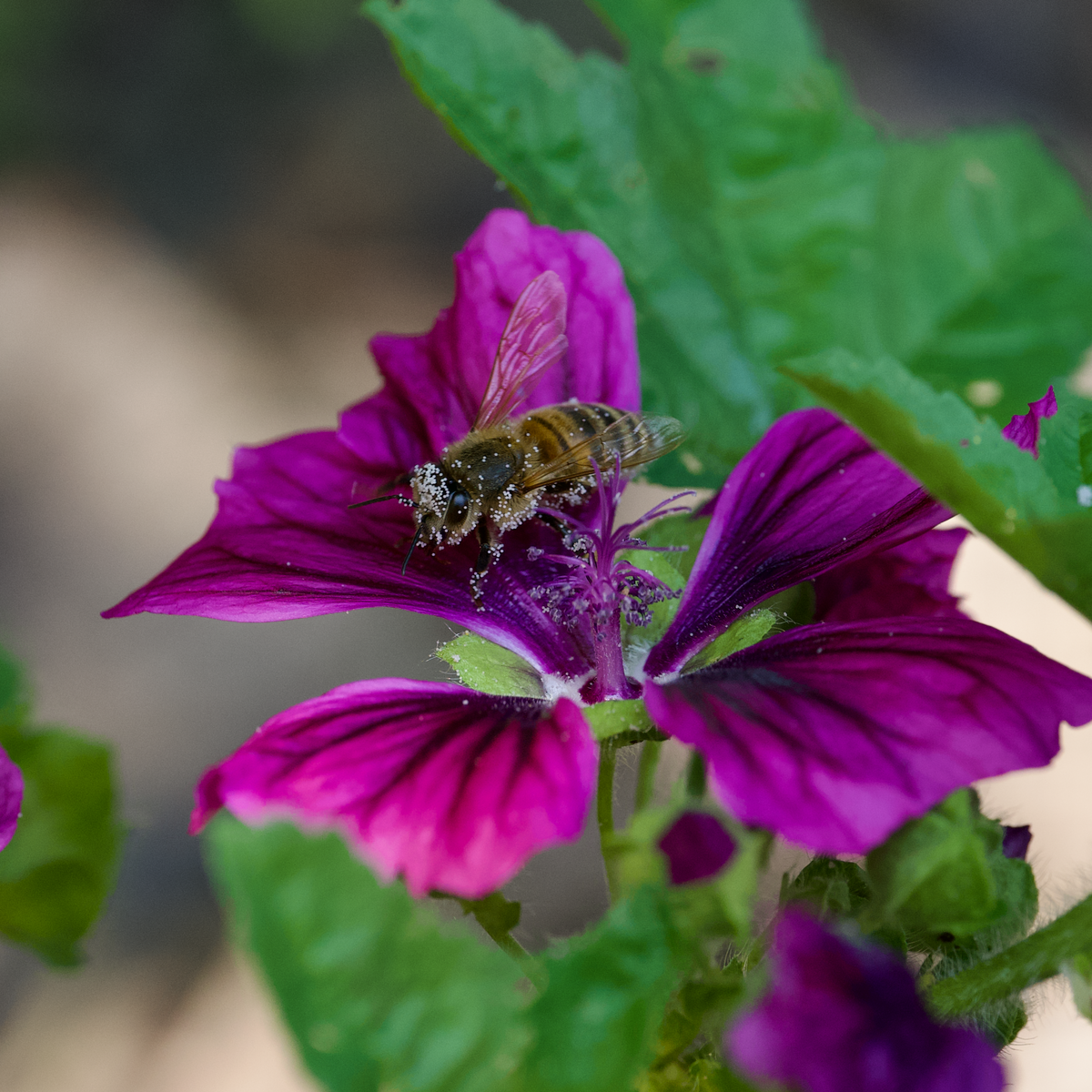 Die Ernährung der Honigbiene