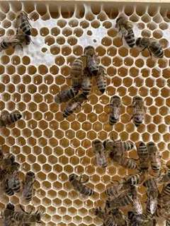 Bienen an Honig