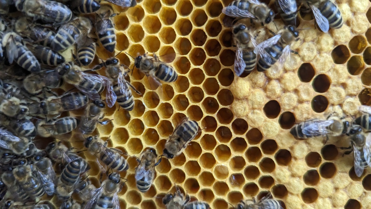 Ein Blick in den Bienenstock