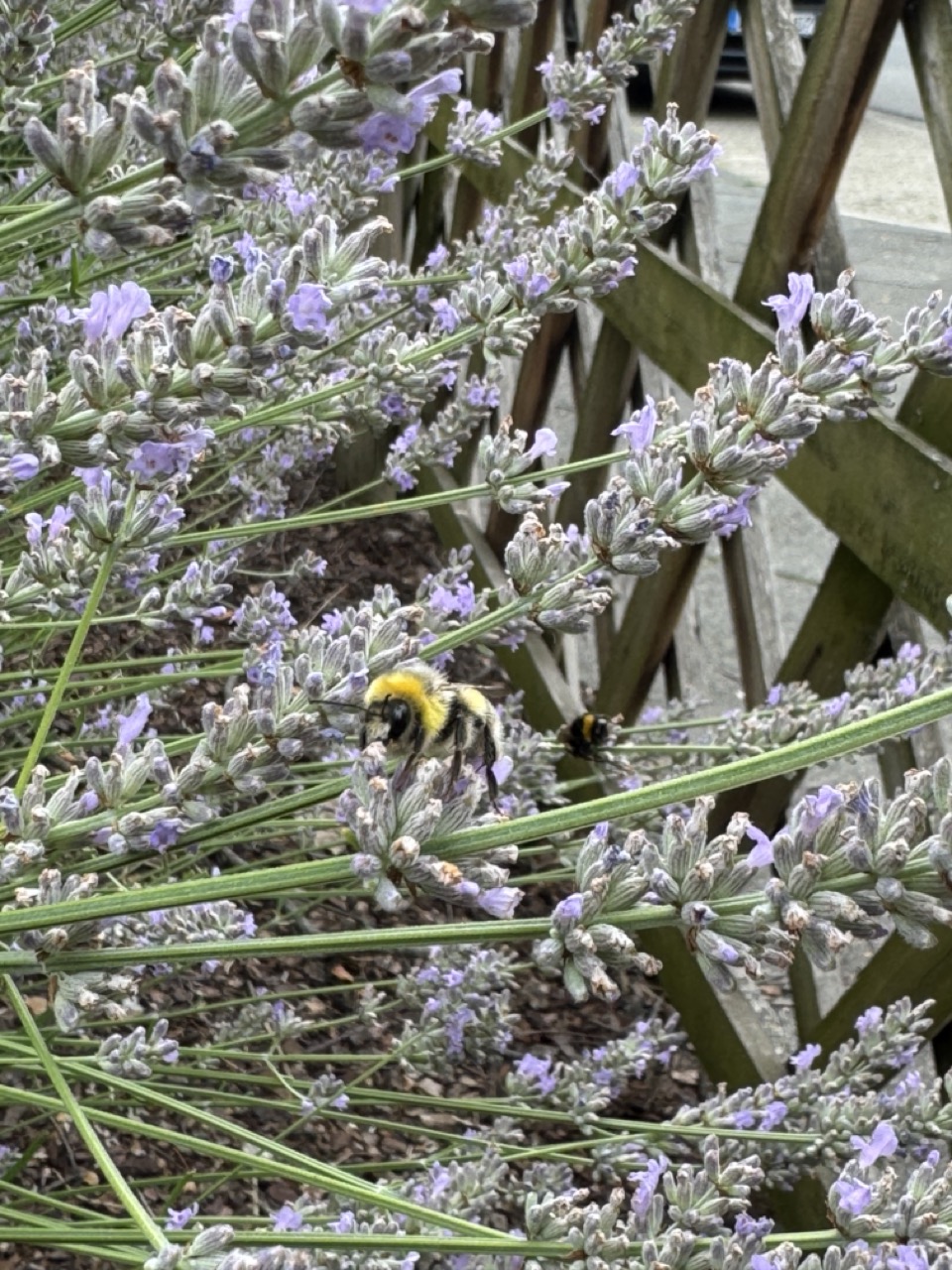Bienen als Umweltindikatoren