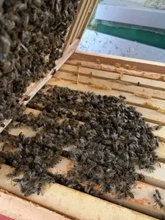 geöffnete Bienenbeute