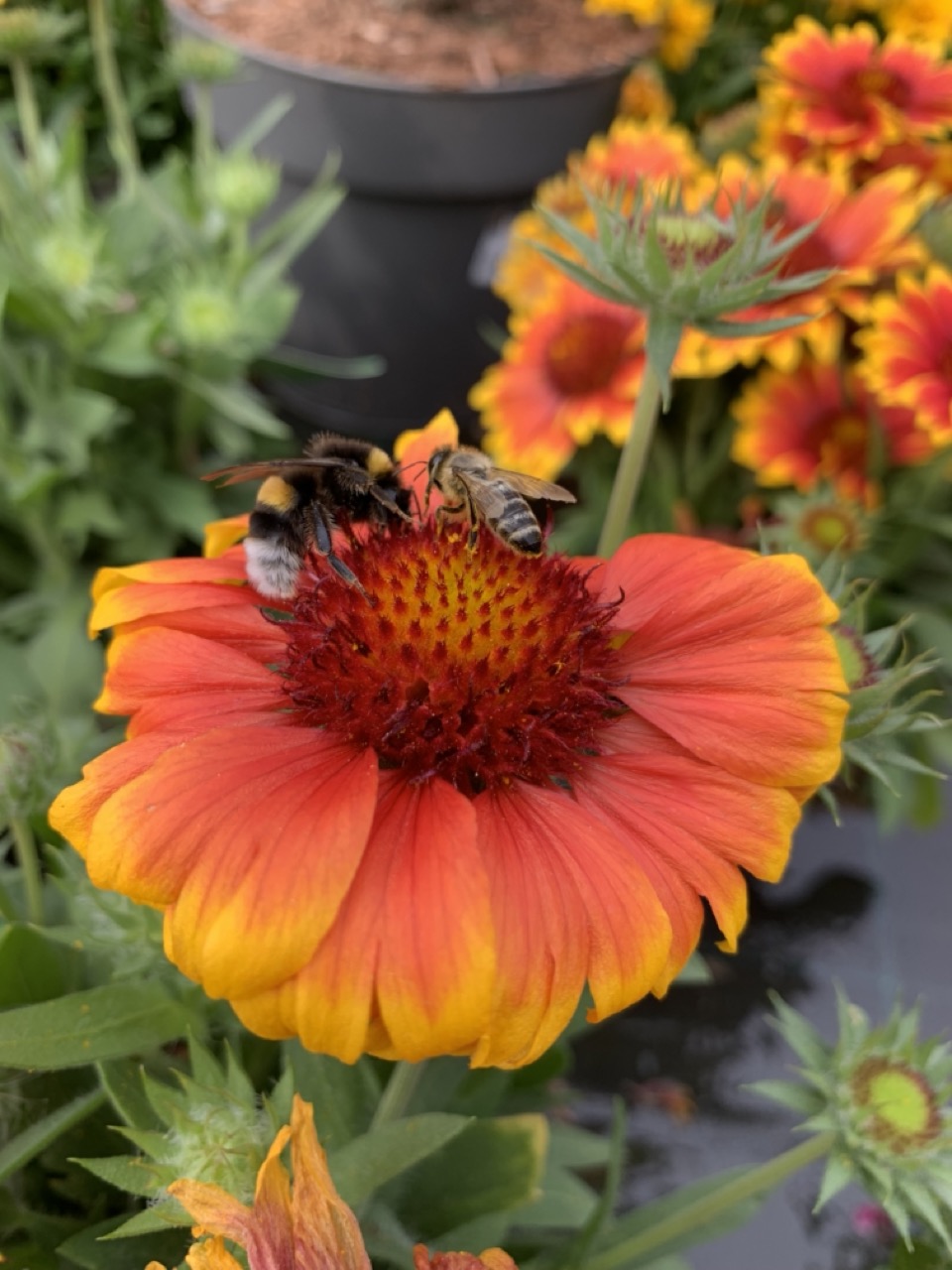 Bienen und Blütentreue – Warum sie immer bei der gleichen Blume bleiben