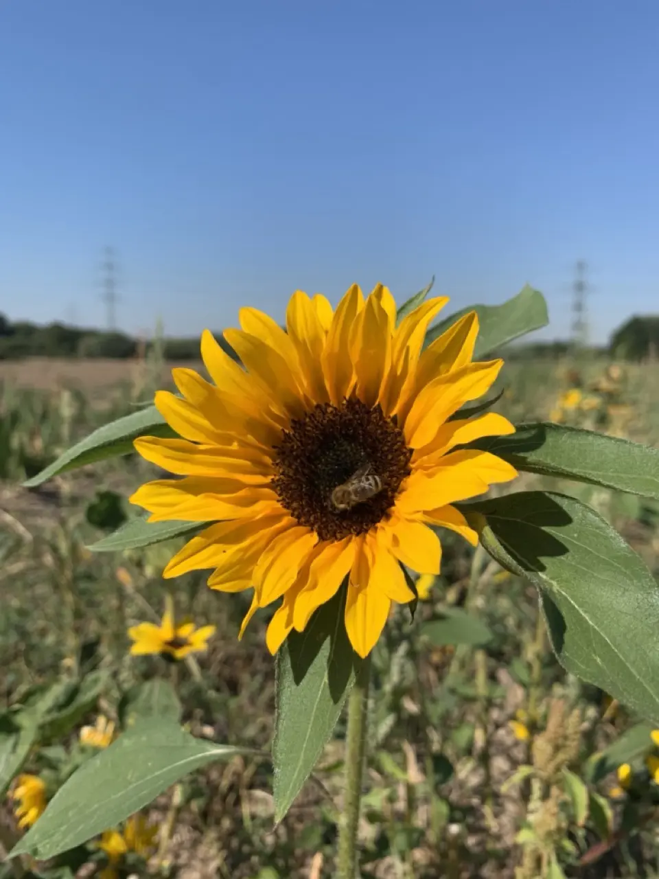 Biene an Sonnenblume