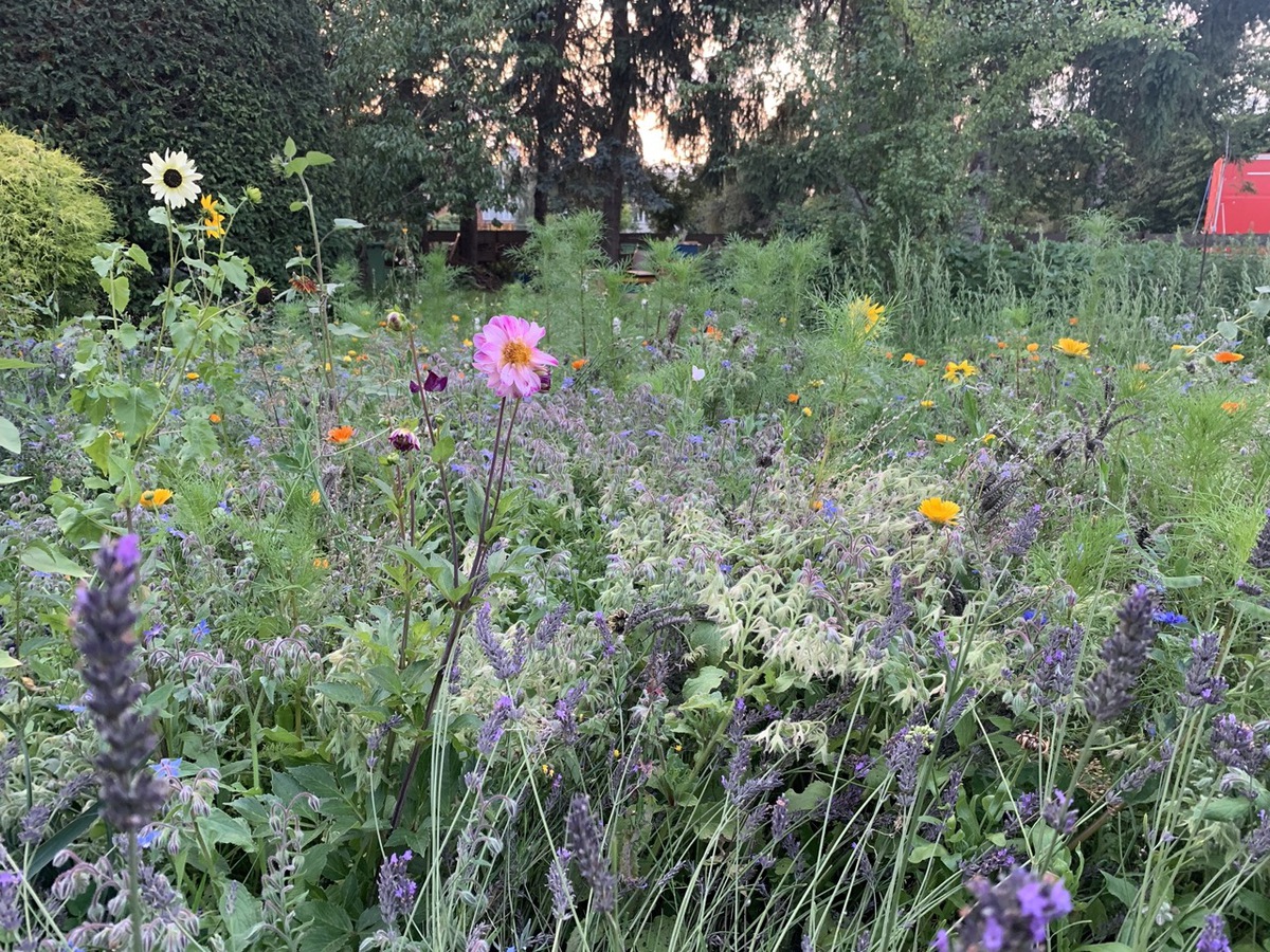 Blumenwiesen – Vielfalt für Natur, Insekten und Landschaft