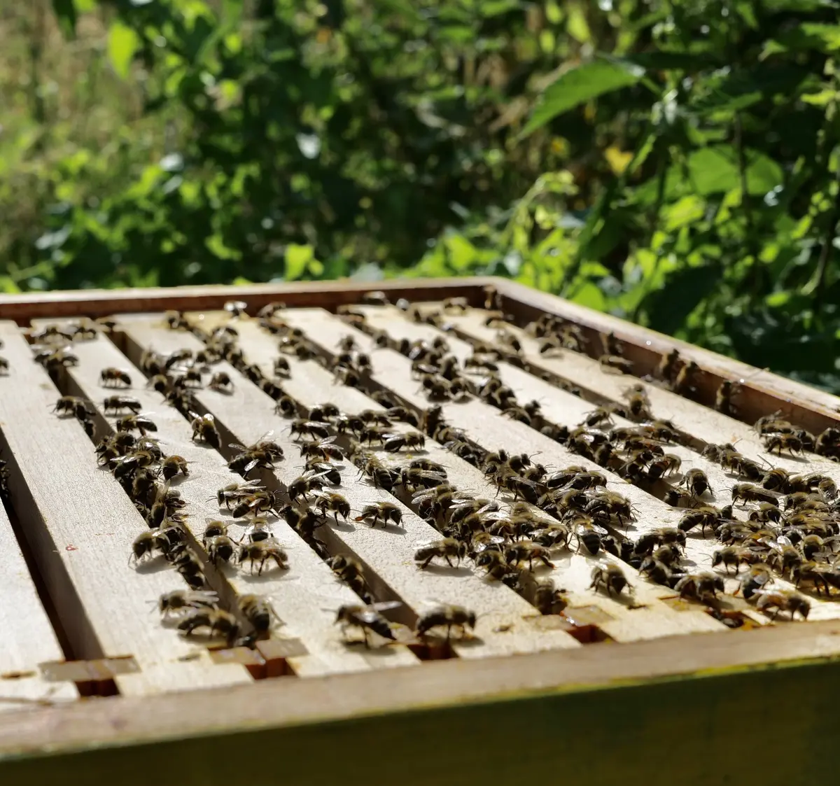 Blick ins Bienenvolk