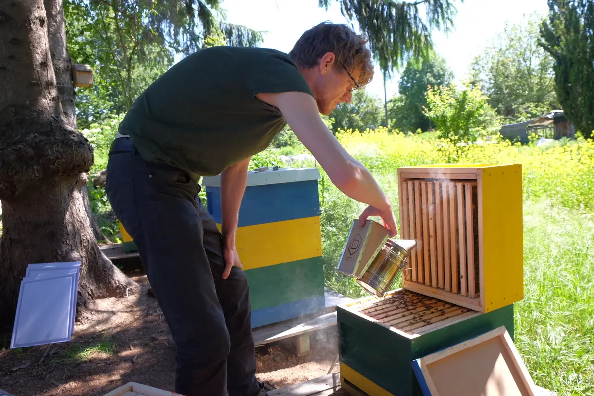 Leonard mit Smoker am Bienenvolk