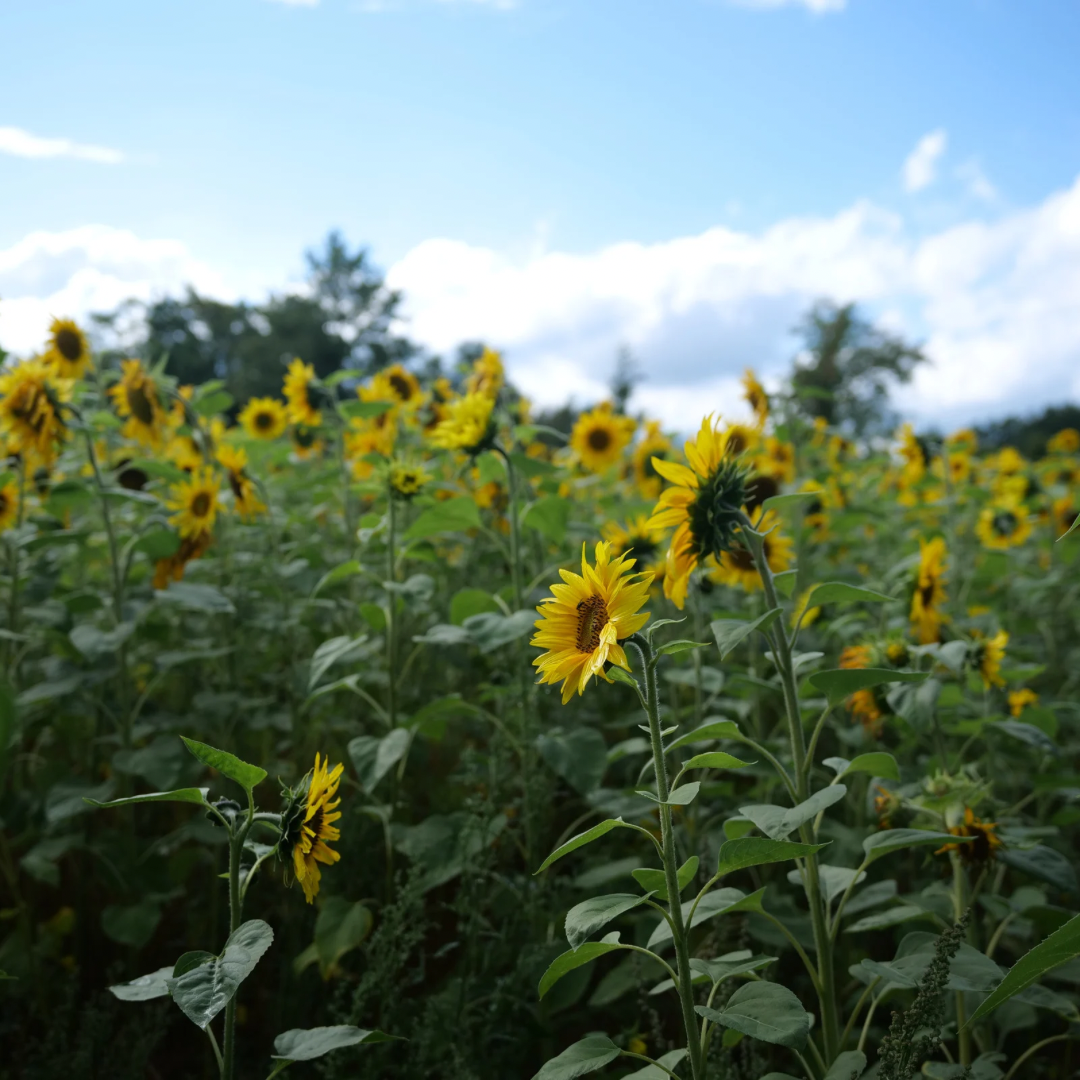 Der phänologische Kalender – Die Jahreszeiten mit den Augen der Natur verstehen
