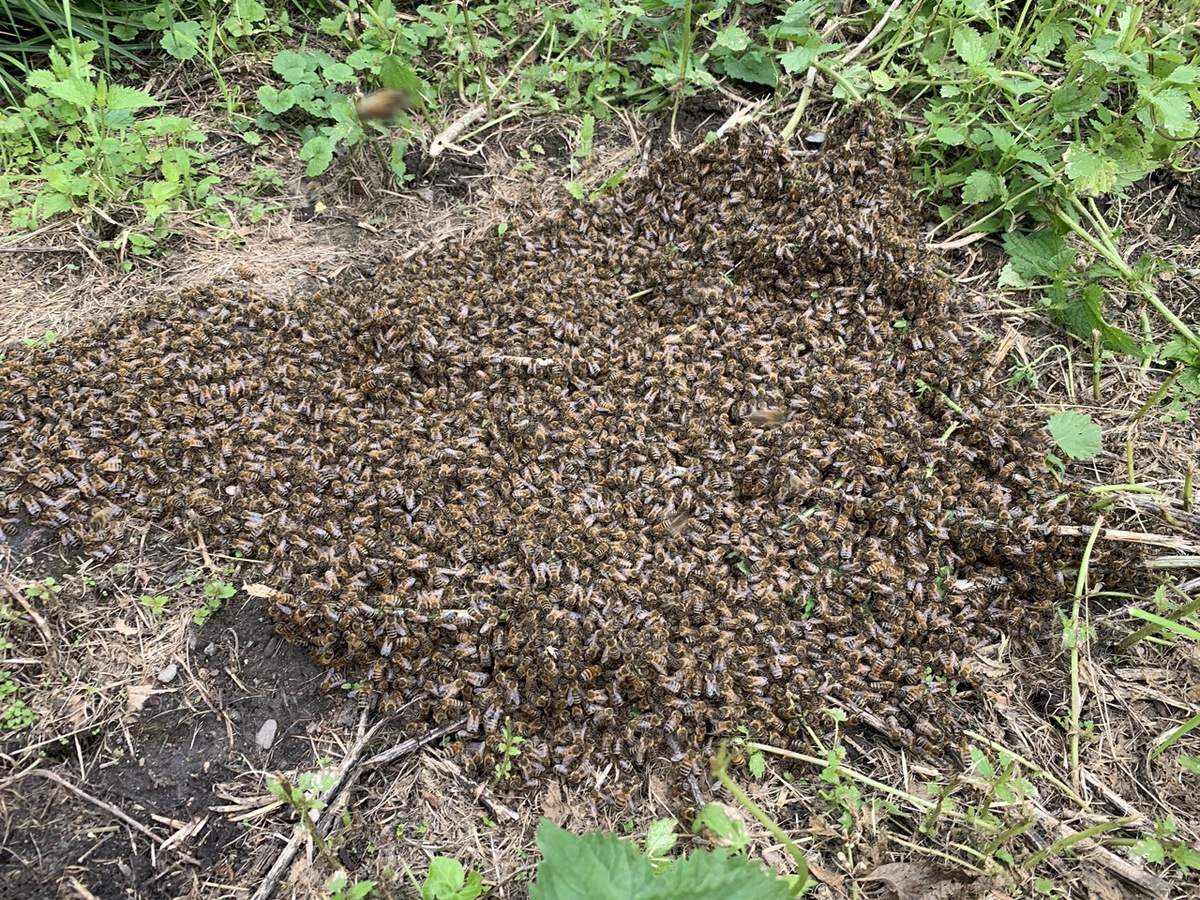 Das faszinierende Schwarmverhalten der Honigbienen - Wenn ein Bienenvolk fliegt