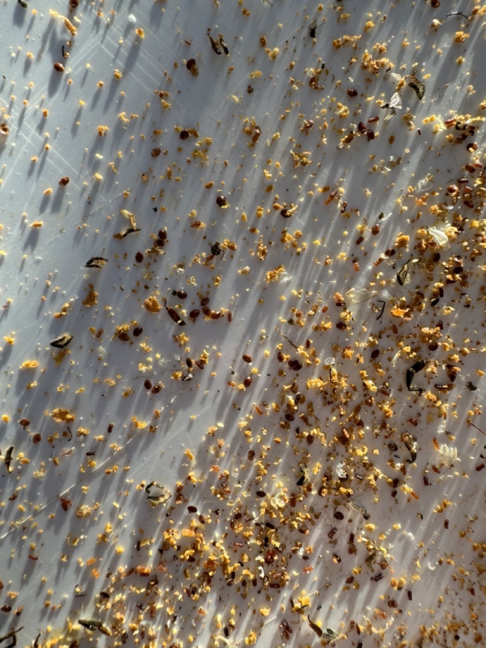 Die Varroamilbe - Der größte Feind der Honigbiene und wie Imker:innen sie bekämpfen