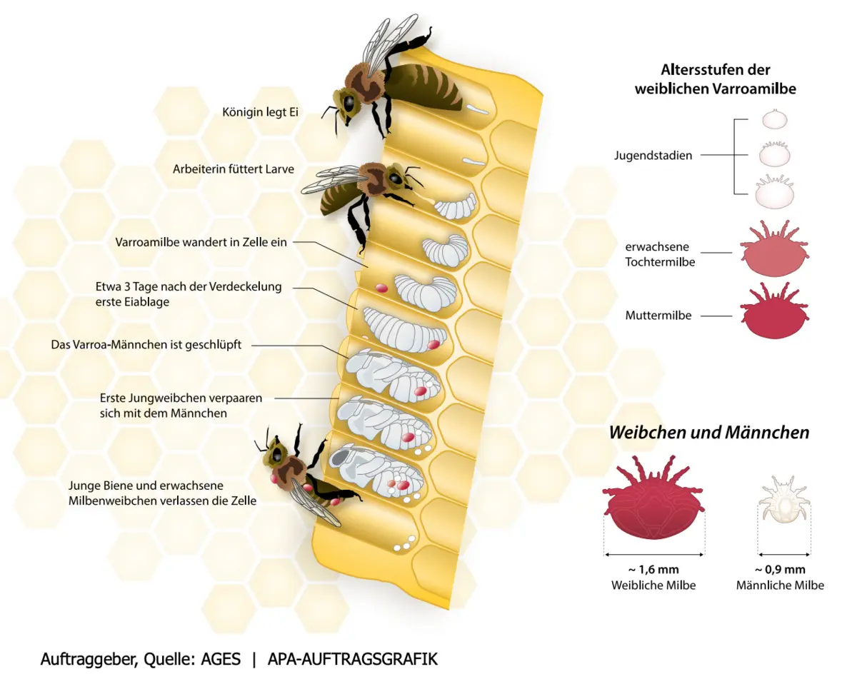 Lebenszyklus Varroamilbe