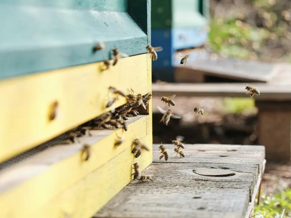 Flugbetrieb am Bienenstock