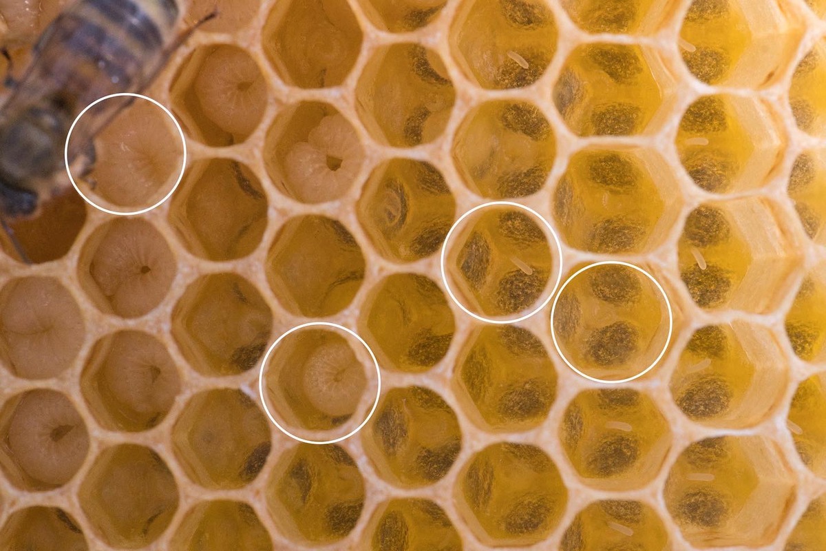 Ein Jungvolk entsteht - Die Vermehrung von Bienenvölkern durch Brutableger